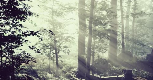 Morning Light Filters Through Misty Trees in a Tranquil Forest Atmosphere