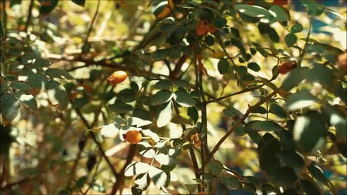 Bush with Green Leaves and Small Orange Berries