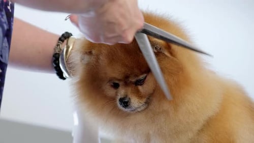 Pomeranian Dog Grooming at Home by a Woman