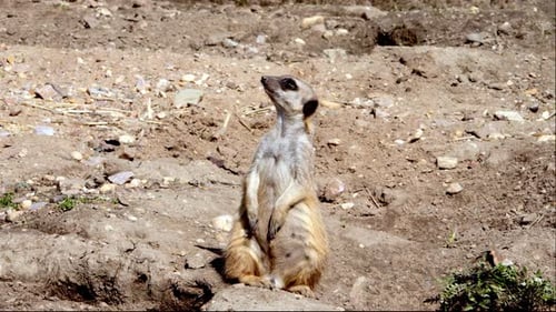 Erdmännchen steht aufrecht und schaut auf und um und wieder hoch