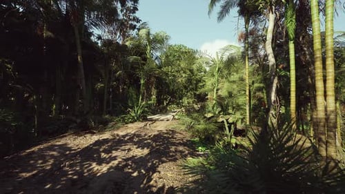 Calm Forest Pathway Surrounded By Lush Foliage and Gentle Shadows