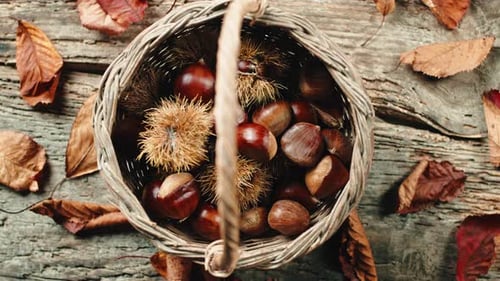 Korb mit Kastanien und Igeln auf einem Holztisch