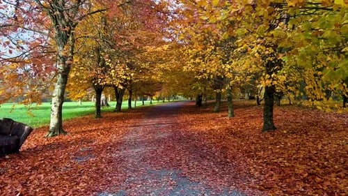 Autumnal Tranquility: A Serene Forest Walk Amidst Golden Leaves and Sunlit Canopy Nature's Fall Colo