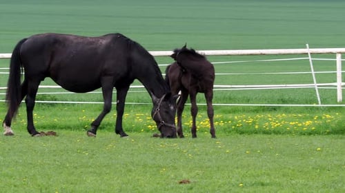 Horses and Foals Grazing Peacefully on Green Pasture
