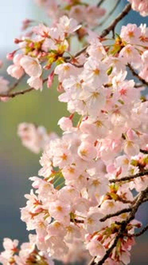Blooming Sakura Cherry Blossom