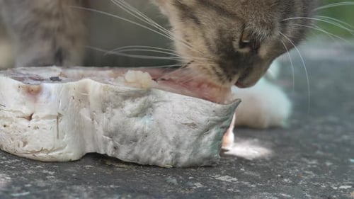 Cat Eating Fish Outdoors