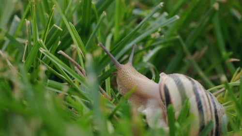 Striped Snail Crawling Through Dense Green Grass with Its Antennae Extended Forward Captured in a