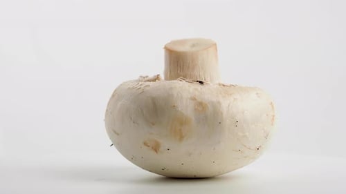 Fresh White Mushroom Close Up on White Background