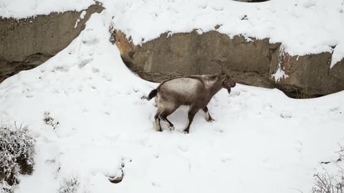 Himalaya Ibex mother walking uphill in the Himalaya snowy landscape
