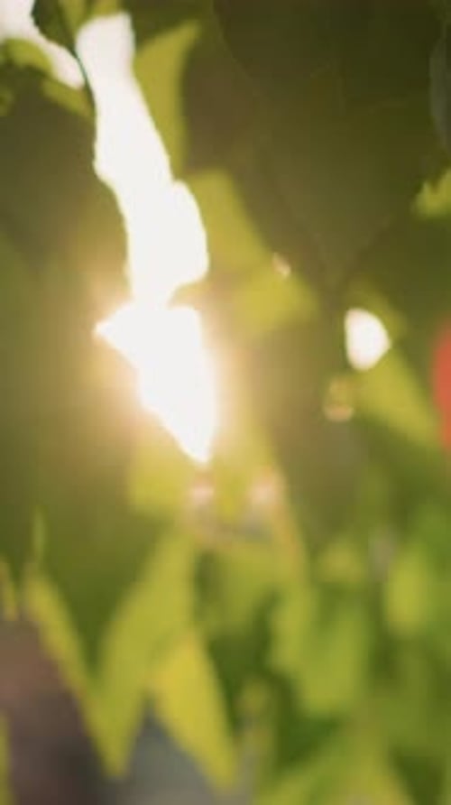 Sonnenstrahlen, die sanft durch grüne Blätter dringen und einen weichen, warmen Schimmer erzeugen