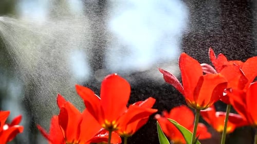 Watering Vibrant Red Tulips in a Garden Setting