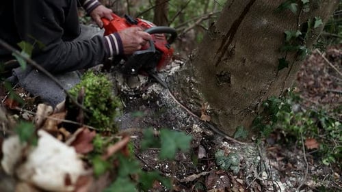 elderly man cutting a big tree in the forest using a chainsaw, slow motion and close up shot