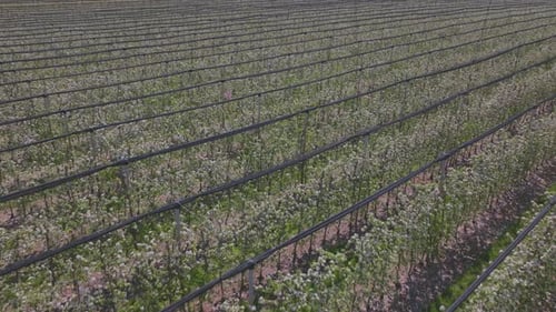 Des rangées de pommiers au verger