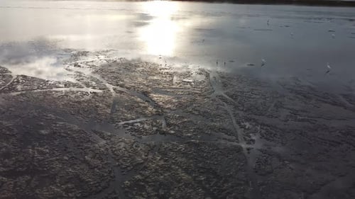 Birds Wading in Shallow Water at Sunrise