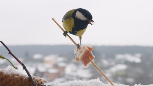 Kohlmeise frisst ein Stück Speck und Salo vor dem Hintergrund einer Winterlandschaft.