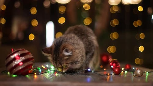 Charming Fluffy Cat Sitting Playing with Xmas Colorful Garland on Blurred Background of Christmas