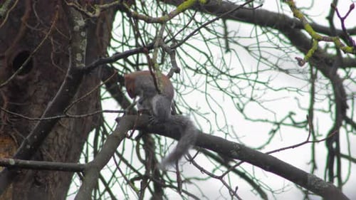 Gray Squirrel sitting on tree branch cleaning itself then runs away. Day time UK North London Boreha