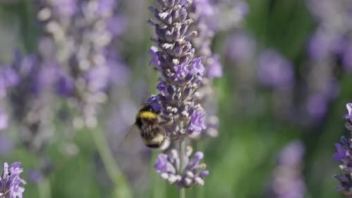 Bumblebee Gathering Pollen on Blooming Lavender Flowers. Gorgeous Summer Scene