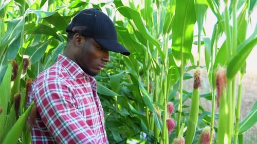 Afroamerikanischer Landwirt inspiziert Maispflanzen auf einem Feld