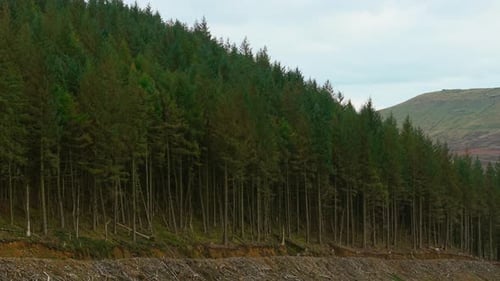 Tall Coniferous Trees Rising Along Mountain Slope with Distant Peak Beyond Evergreen Forest Climbing