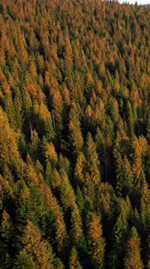 Ukrainische Karpaten im Herbst, Drohnenaufnahme aus der Luft. Vertikales Video