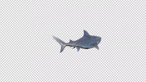 Animated 3D Realistic Shark Swimming on Transparent Background Loop