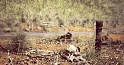 Dry Landscape with Weathered Wooden Posts and Barbed Wire in a Remote Area