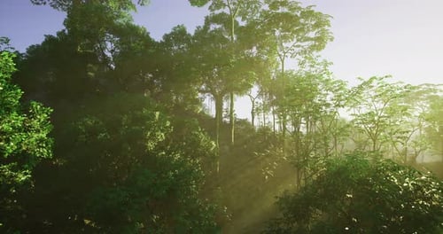 Morning Sunlight Filters Through Lush Green Foliage in a Vibrant Forest