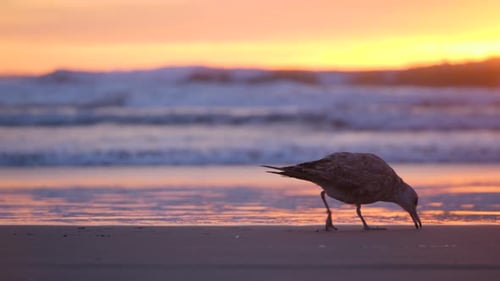 Zeitlupen-Teleaufnahme einer Möwe, die bei wunderschönem Sonnenuntergang entlang der Meereswellen läuft