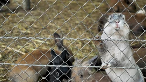 Rabbits in a Cage at the Zoo