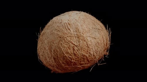 Close-up of a hairy coconut, rotation, and looped video, with an isolated black background.