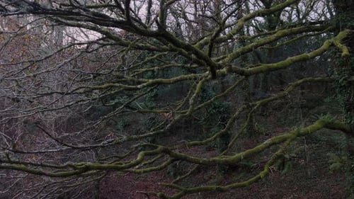 Green Moss Covered Tree Branches In The Forest In San Crimenzo, Dumbria, Spain - Drone Shot