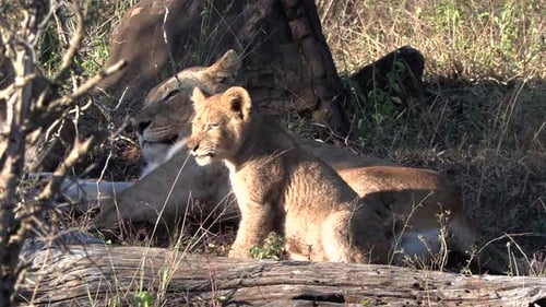 Des lionceaux se reposent avec leur mère à l'ombre.