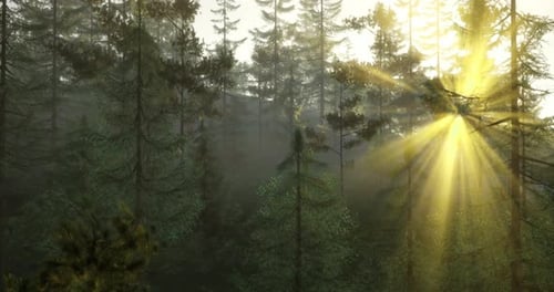 Sunlight Filters Through Tall Trees in a Serene Forest Setting