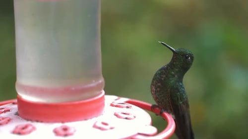 Close-up of a cute Colibri drinking sugar from a feeder in slow-motion