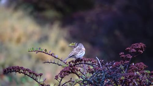 l'accent alpin (Prunella collaris) prend son envol