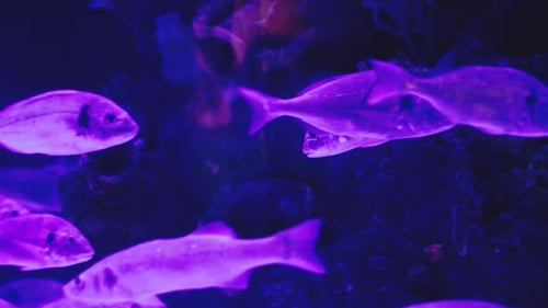 Group of Sea Fishes Underwater in Sea. Underwater World with Coral Fishes