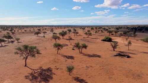 Aerial view of kalahari desert and trees, Namibia.