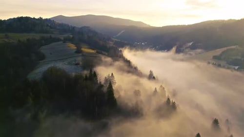 Aerial View of Misty Forest Nature