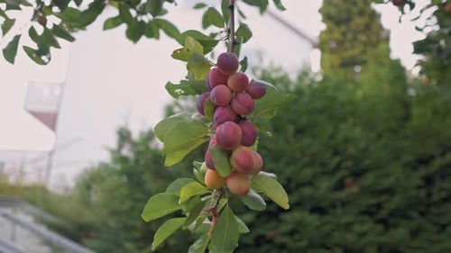 Plums hanging on a branch off of a tree.