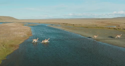 Breathtaking aerial shot of a herd of guanacos crossing a river in Argentina