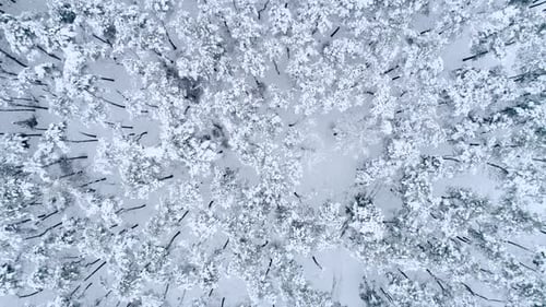 Aerial View of Winter Forest