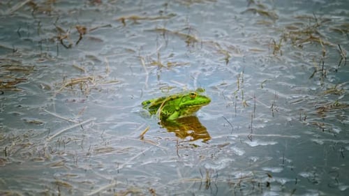 Bright Green Frog Sitting in Shallow Water
