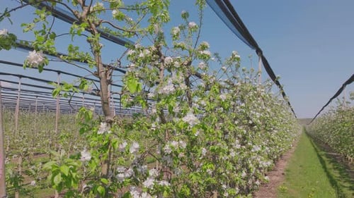 Rows of Apple Trees in Full Bloom