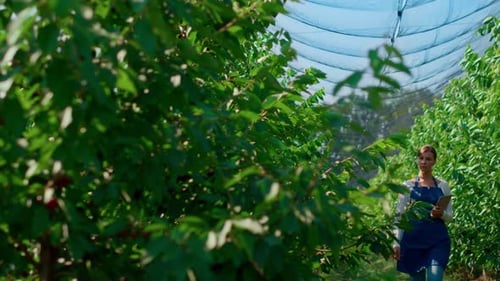 Agribusiness owner checks plant growth quality with device on plantation farm