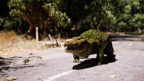 Crocodile marchant sur une route déserte entourée de verdure pendant la journée