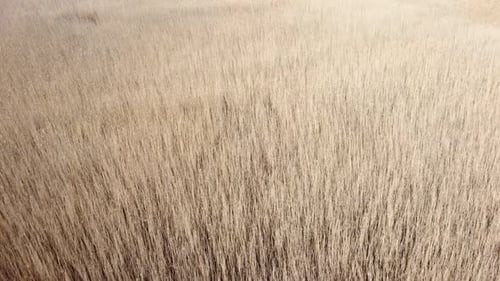 Dry yellow reeds with long thin stems close-up aerial top view backdrop.