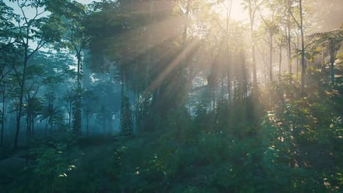 Sun Shining Through Trees in Forest