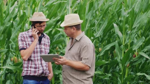 Farmers Work in a Field of Green Corn