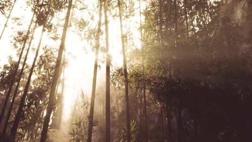 Sunlight Filtering Through Bamboo Trees in a Serene Forest Setting